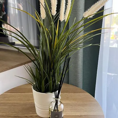 Seven Amber * Palanga